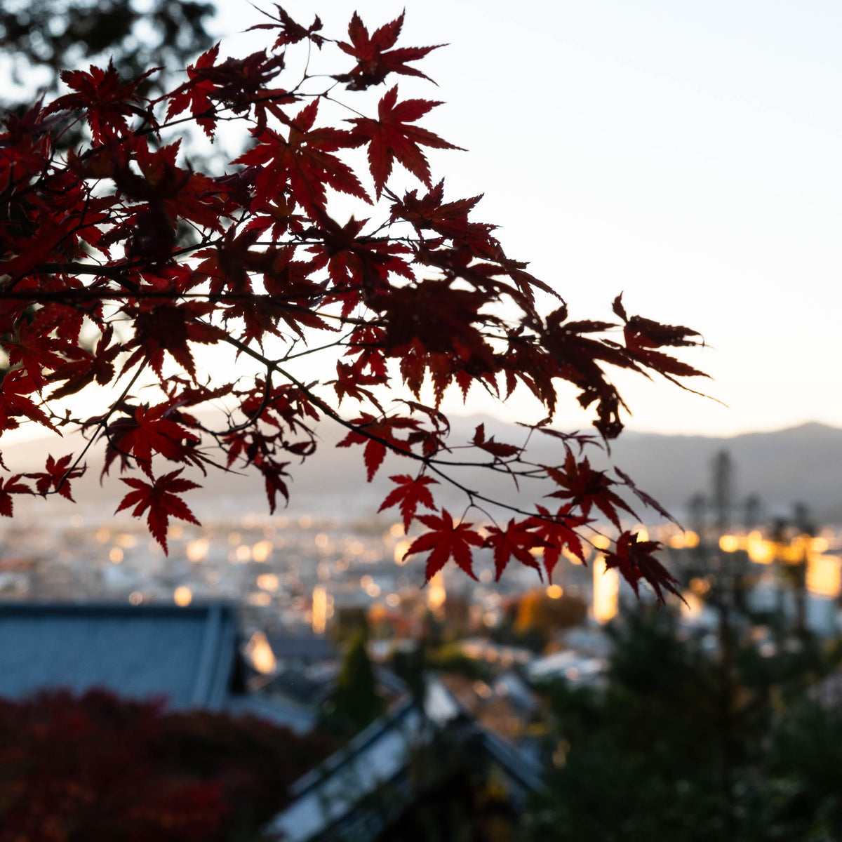 Dégustation d'automne entre Lyon et Kyōto